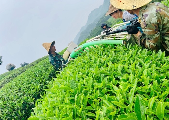 Chá Dahongpao Marrom Escuro - 2-3 Anos Vida útil Temperatura de preparação 90-95°C